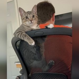 Let's Hang Together Toys / Games / Webkinz Show